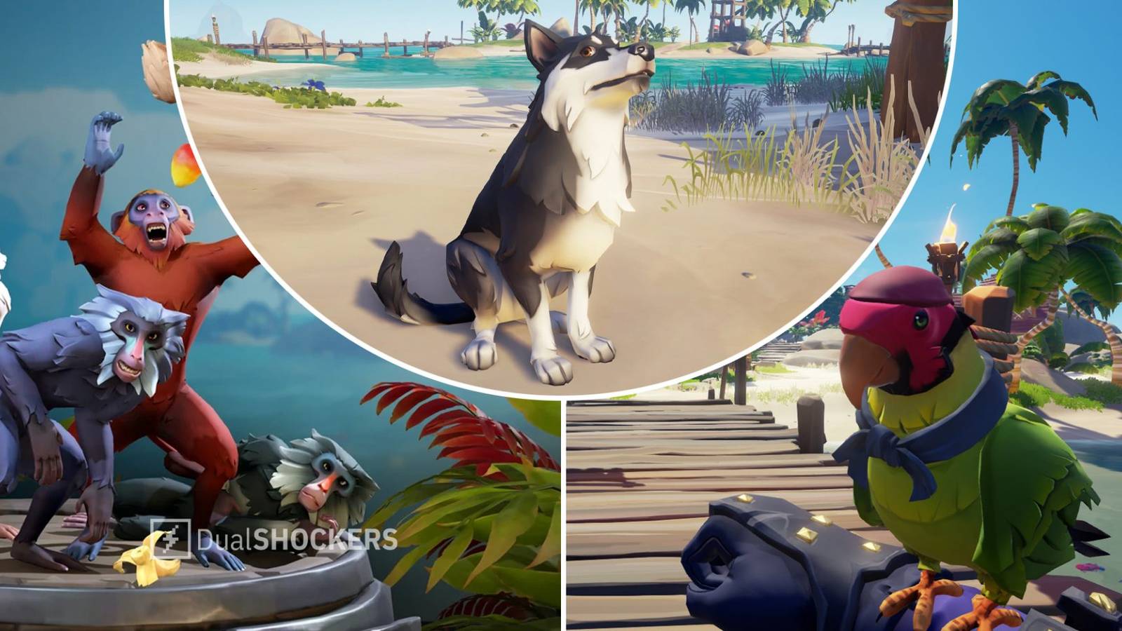 Sea Of Thieves: How To Get Pets