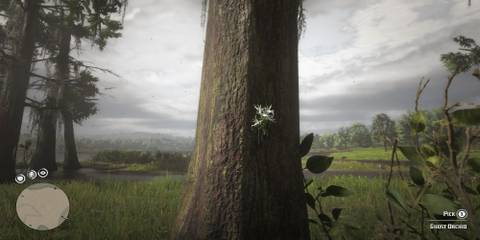 Red Dead Redemption 2: All Exotics Locations