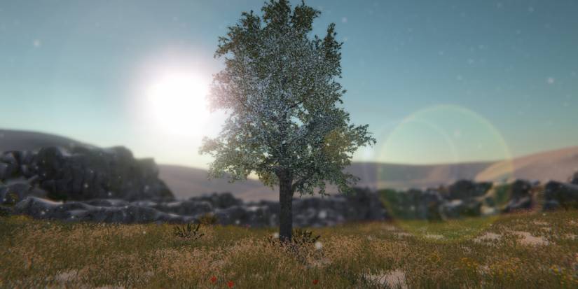 A tall tree standing still in front of the sunrise