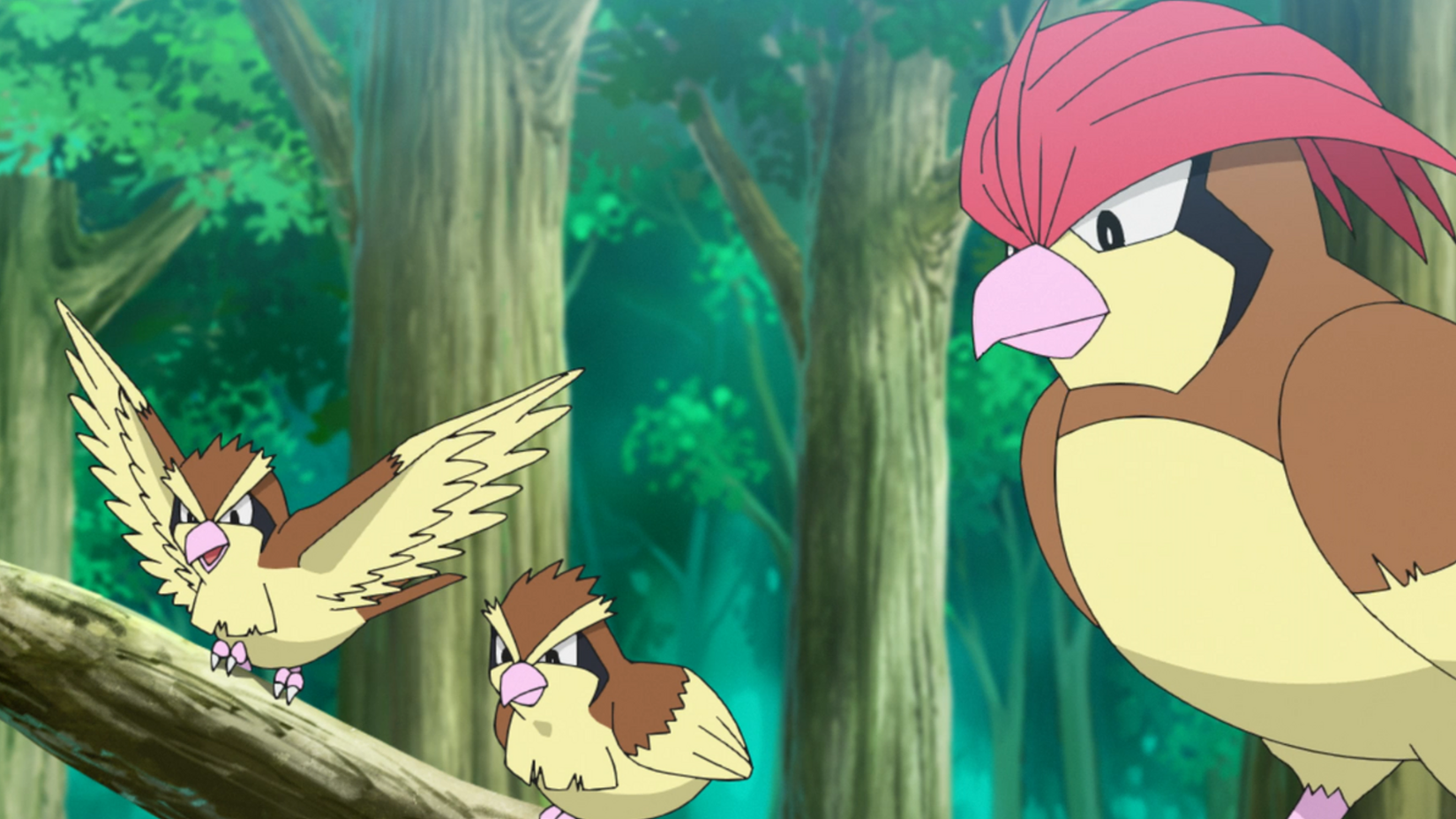 Wild Pidgey and Pidgeotto in the Pokemon anime