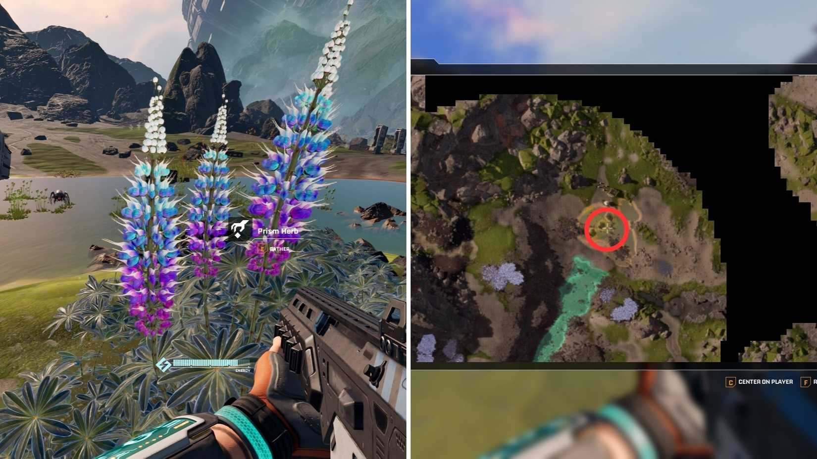 Star Rapture Prism Herb