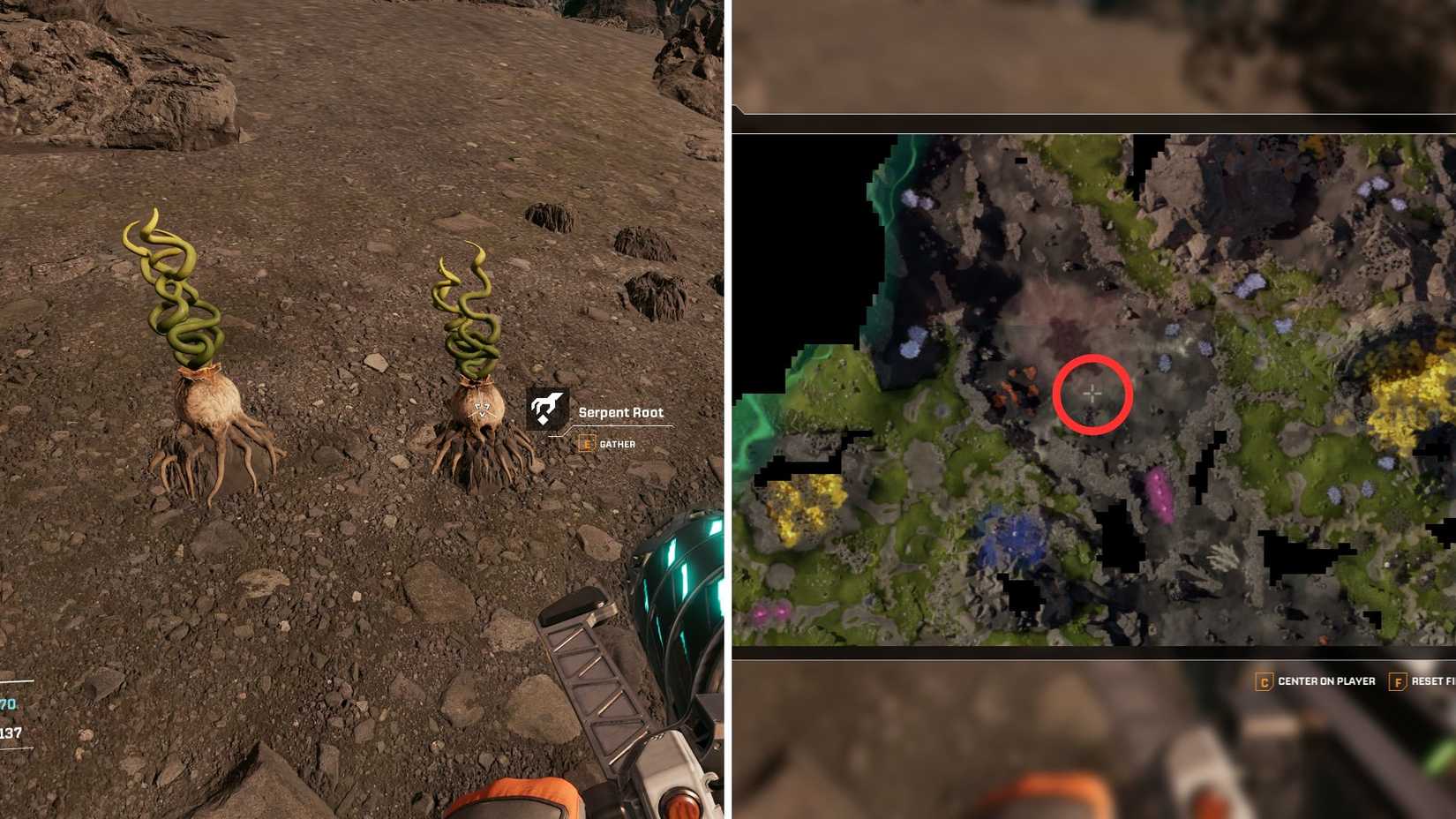 Star Rapture Serpent Root