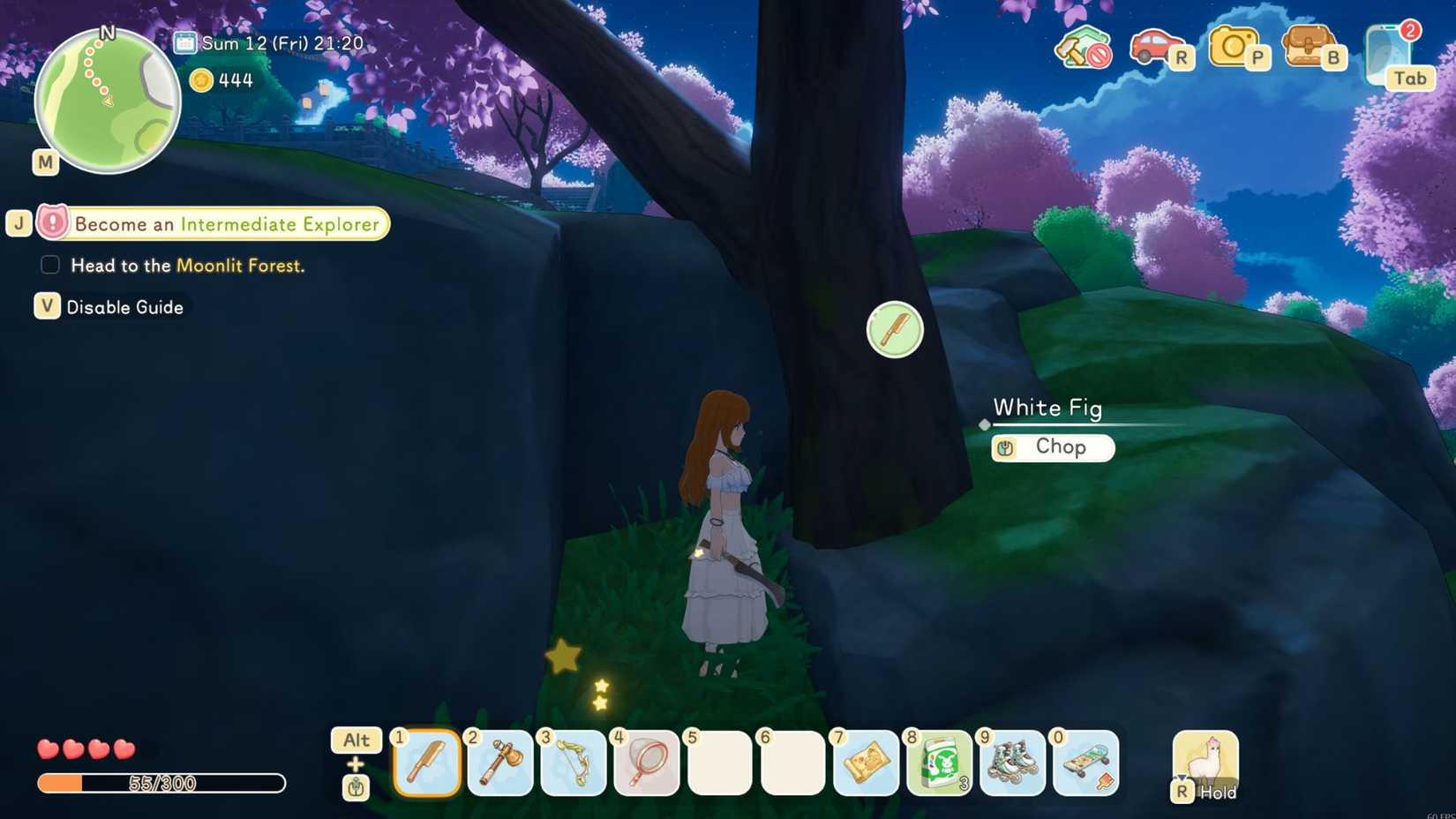 Starsand Island White Fig Tree in Forest