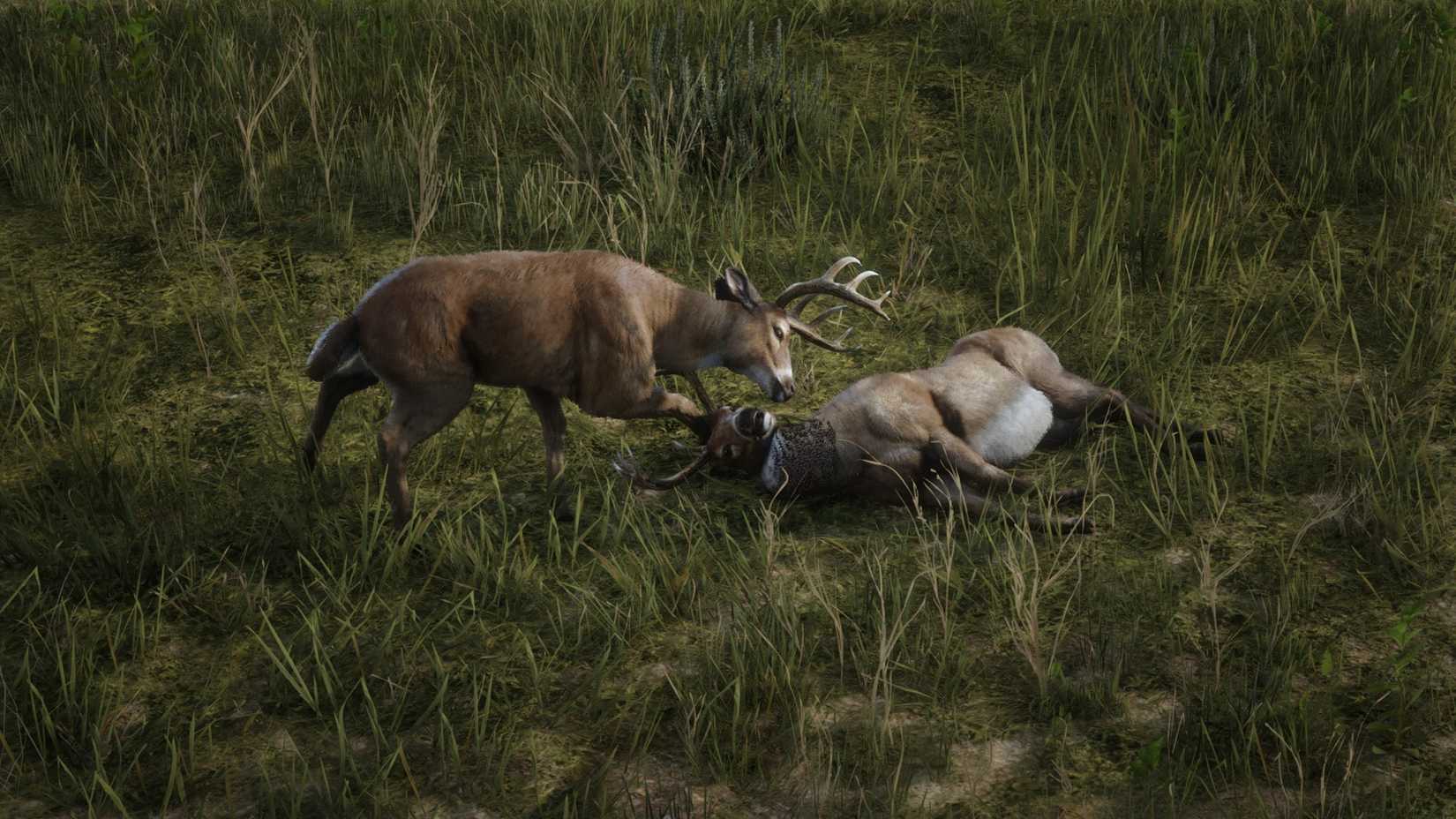 Rdr2 deer