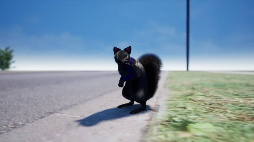 Black fur of a squirrel with a gun.jpg